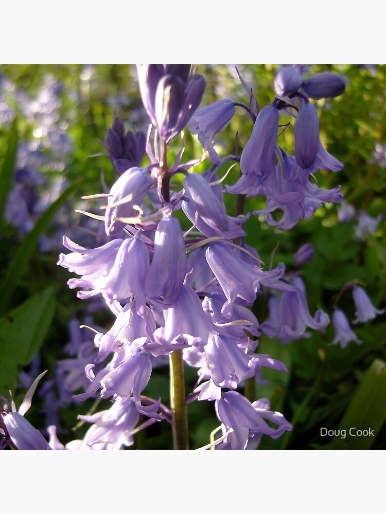 Bluebells by DougCook