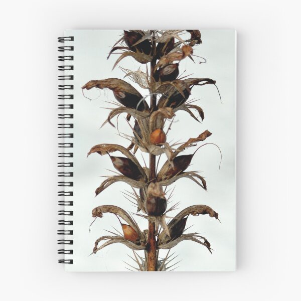 Item preview, Acanthus designed and sold by serenity-photos.