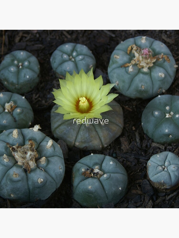 Lophophora williamsii by redwave