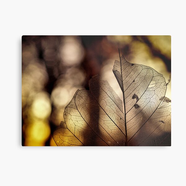 leaf at sunset Metal Print