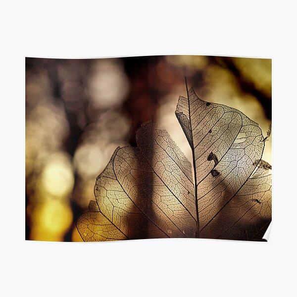 leaf at sunset Poster