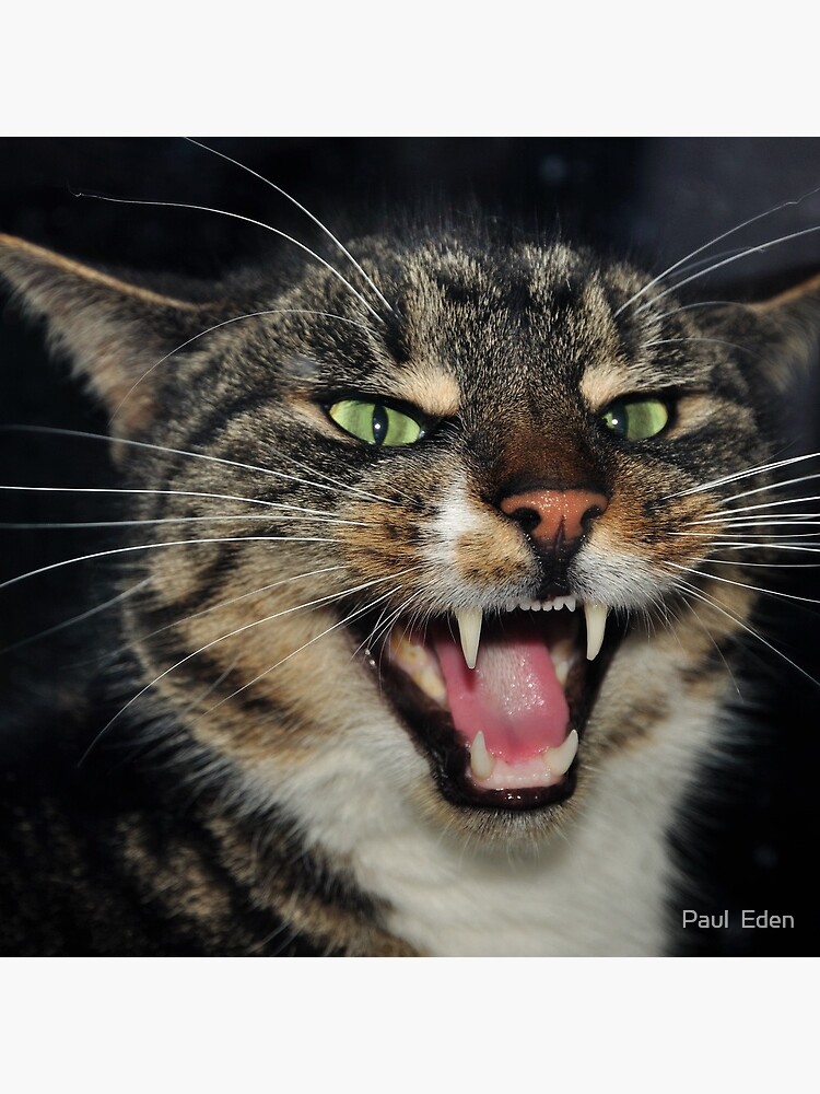 Hear Me Roar by pauleden