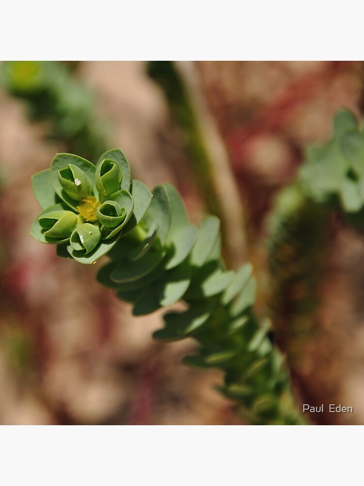 Sea Spurge by pauleden