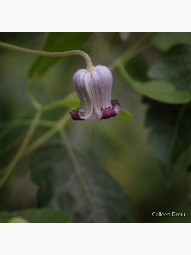 Clematis Pitcheri by colgdrew