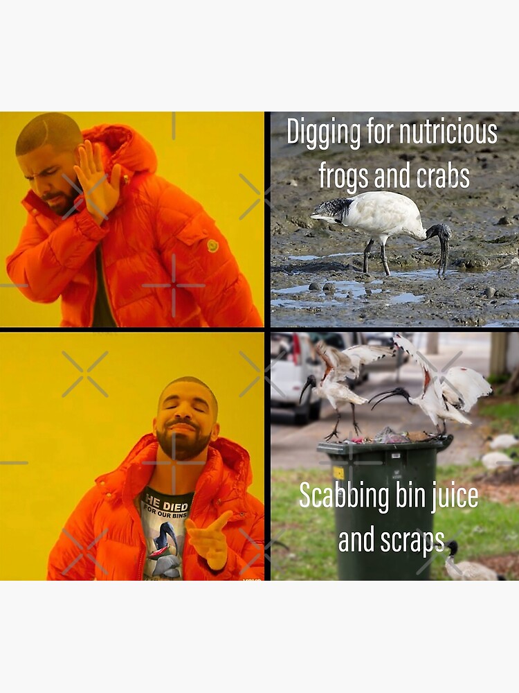 "Bin Chicken Meme" Poster for Sale by LukeRosenberg Redbubble