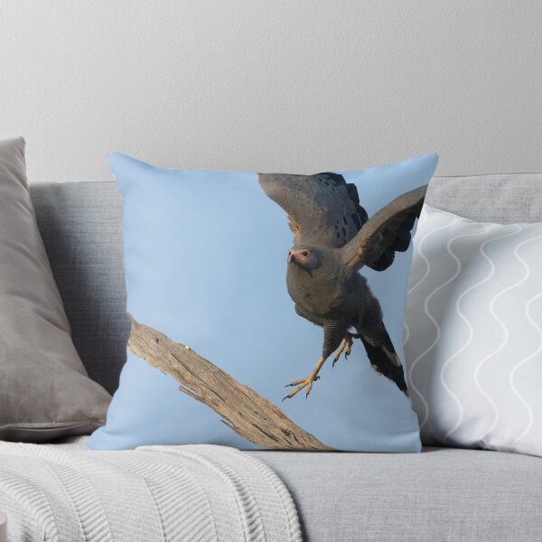 Item preview, African Harrier Hawk designed and sold by Yves Roumazeilles (Wild Focus).