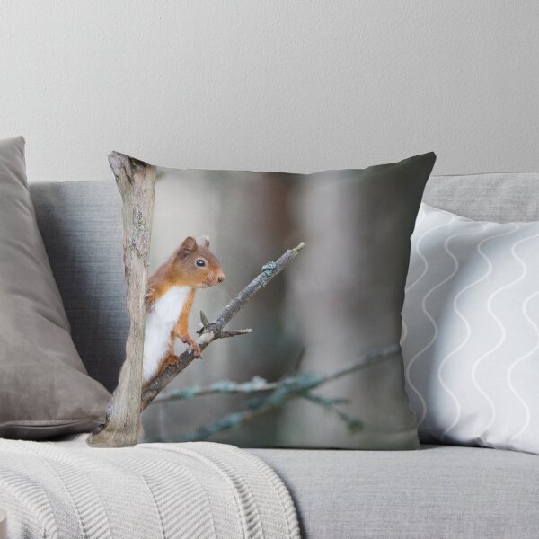 Item preview, Red Squirrel, Abernethy Forest, Cairngorms designed and sold by Peter Bland.