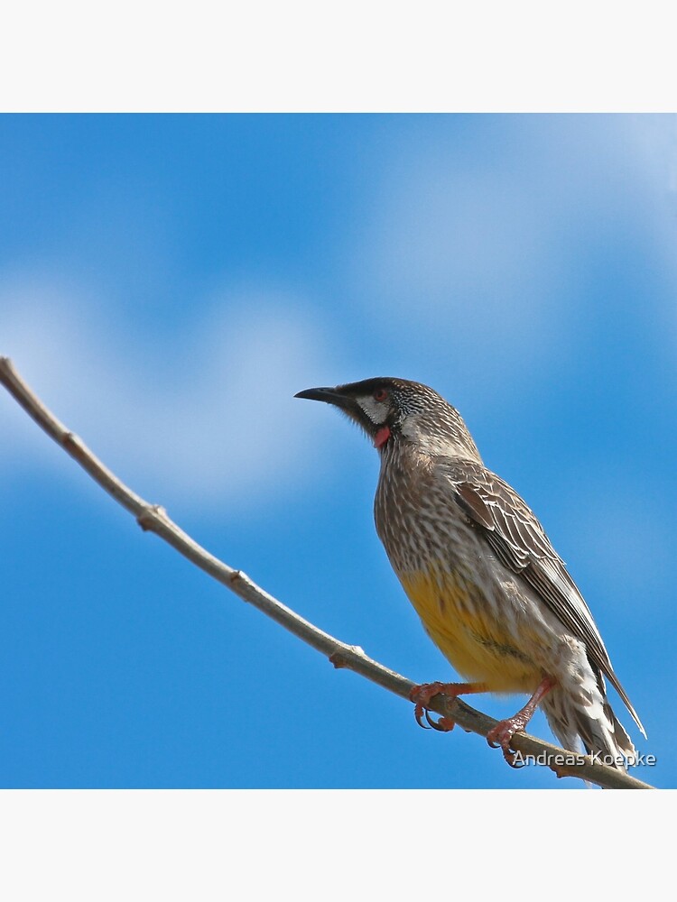 Thumbnail 3 of 3, Throw Pillow, Red Wattlebird designed and sold by Andreas Koepke.