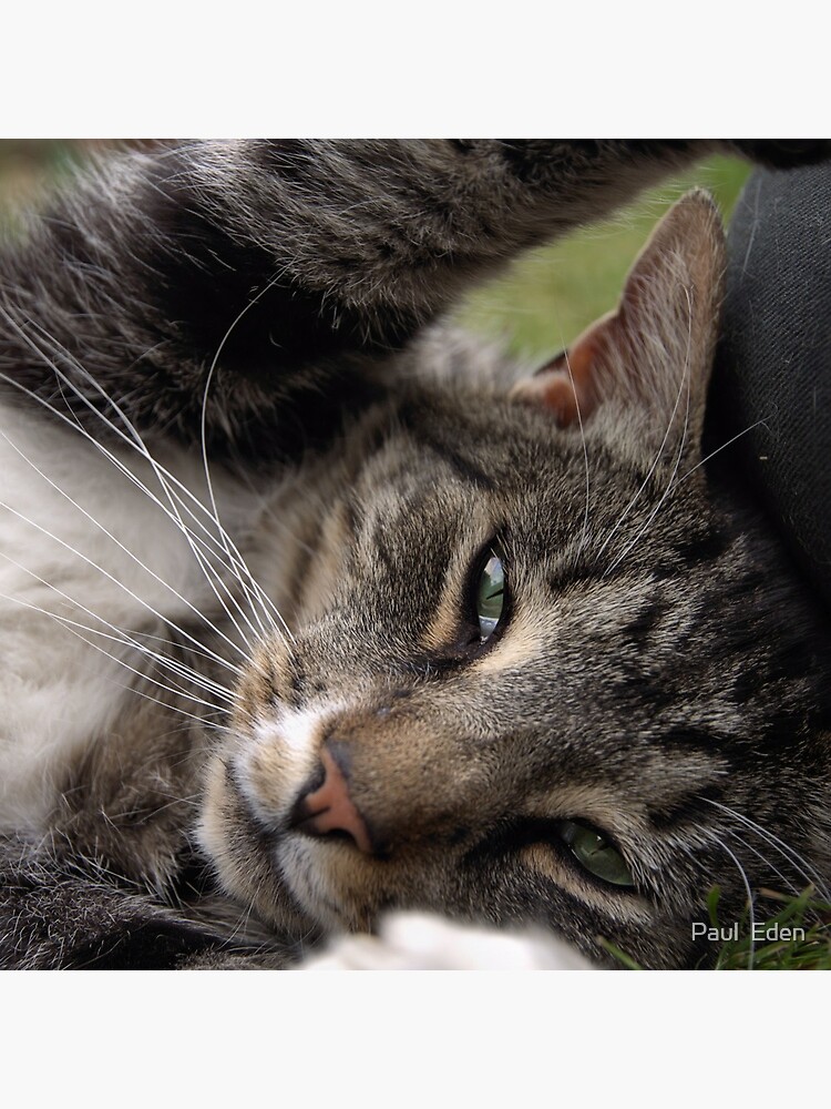 Playful Tiger by pauleden