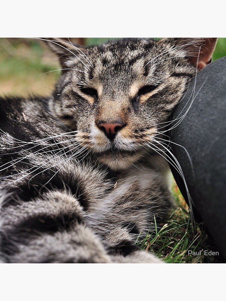 I Kneed a Pillow by pauleden