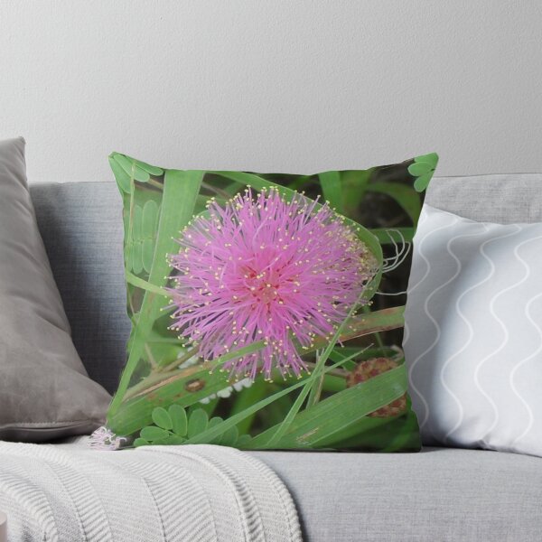 Item preview, Tiny Mimosa growing wild - Austin, Tx., USA designed and sold by Navigator.