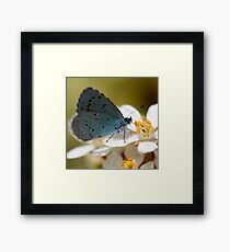 Holly Blue Framed Print