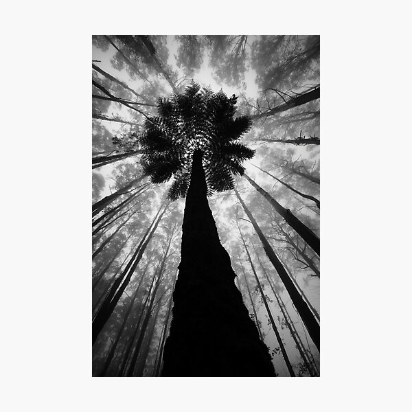 The Forest. Photographic Print