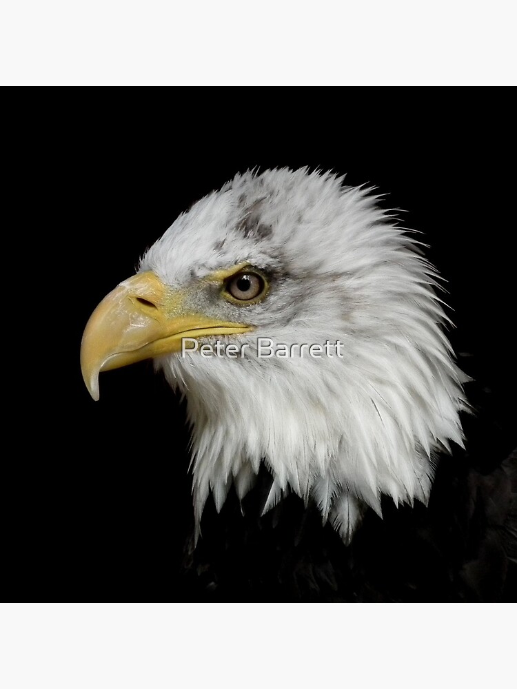 Eagle Portrait by hartrockets