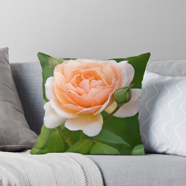 Artikelvorschau, Rose "Grace" entworfen und verkauft von Ellen McKnight.