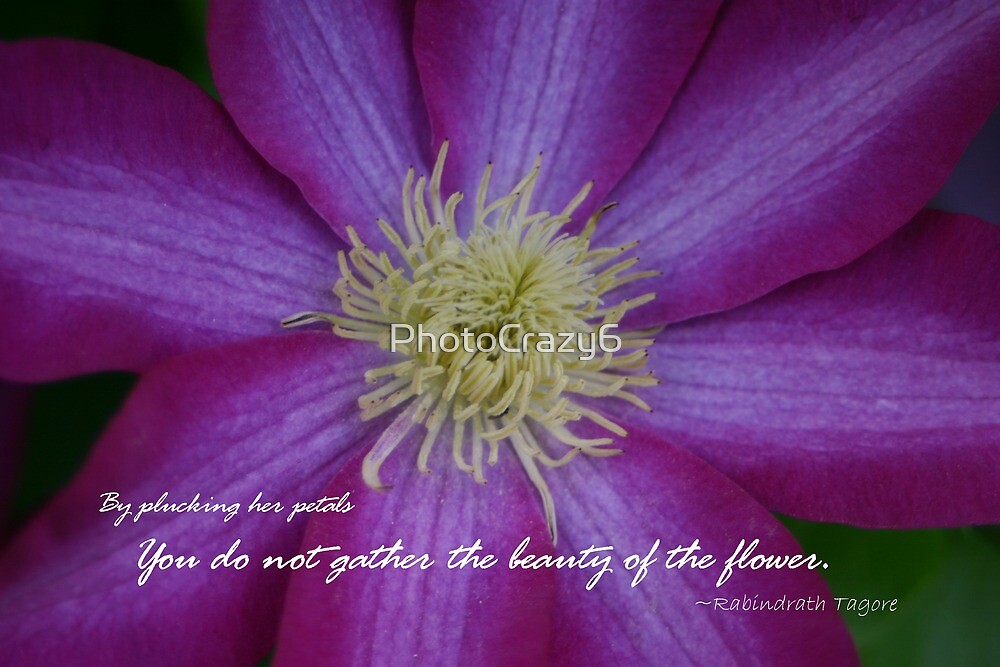  Purple  clematis flower  with quote  by PhotoCrazy6 Redbubble