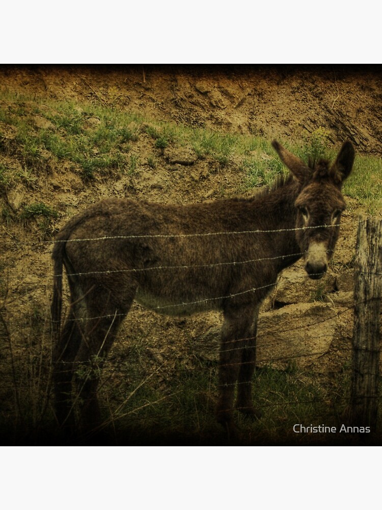 If Not For the Barbed Wire Fence by 2Bricks