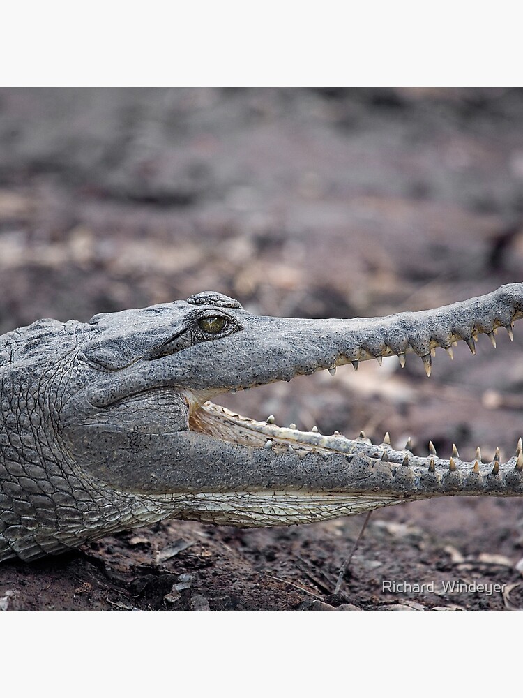 Johnstone River Crocodile by RICHARDW