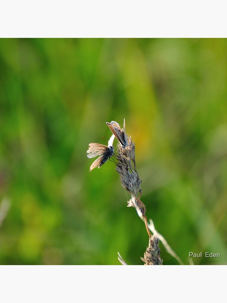 Common Blue Butterflies by pauleden