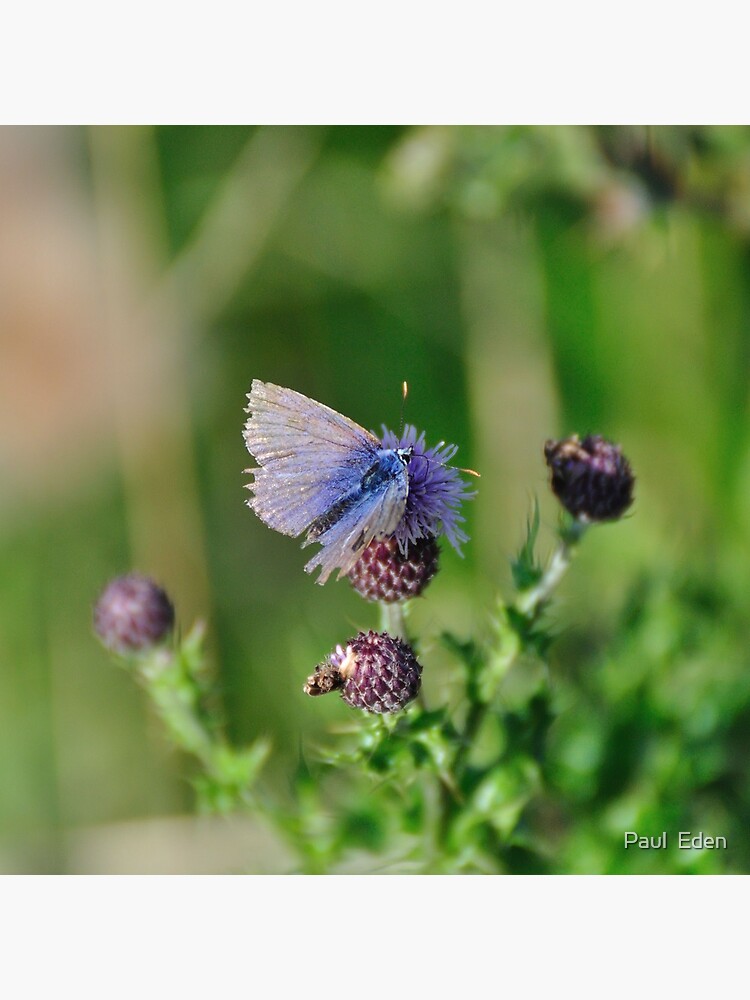 Common Blue Butterfly by pauleden