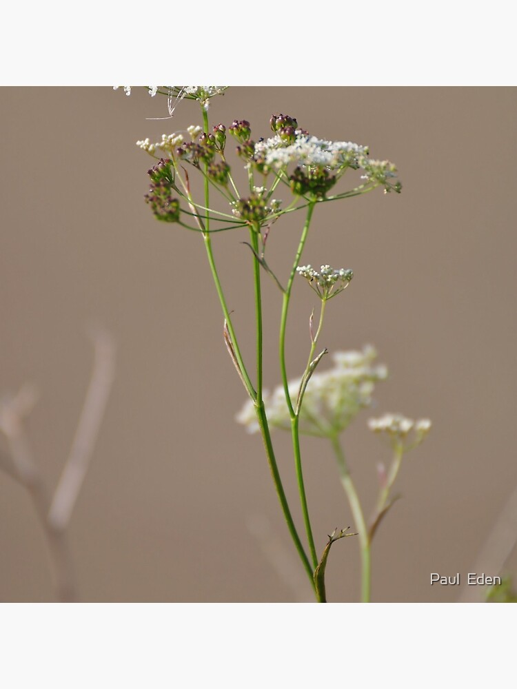 Untitled by pauleden