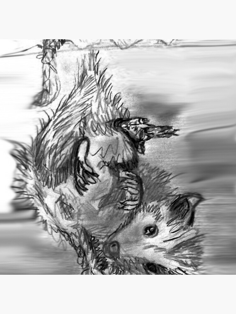 Sketchbook Opossum by AstridS