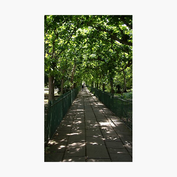 Birdcage Walk II Photographic Print