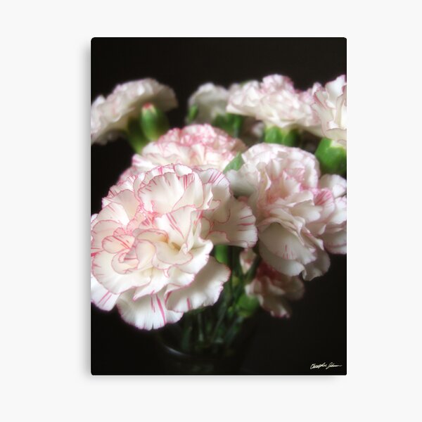 Almost White Carnations 5 Canvas Print