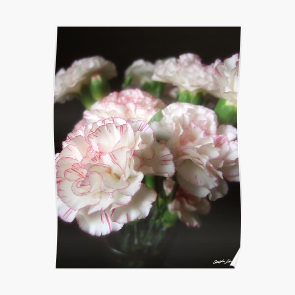 Almost White Carnations 5 Poster