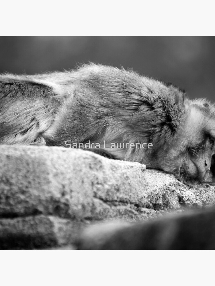 I Give Up by sandrafarrow