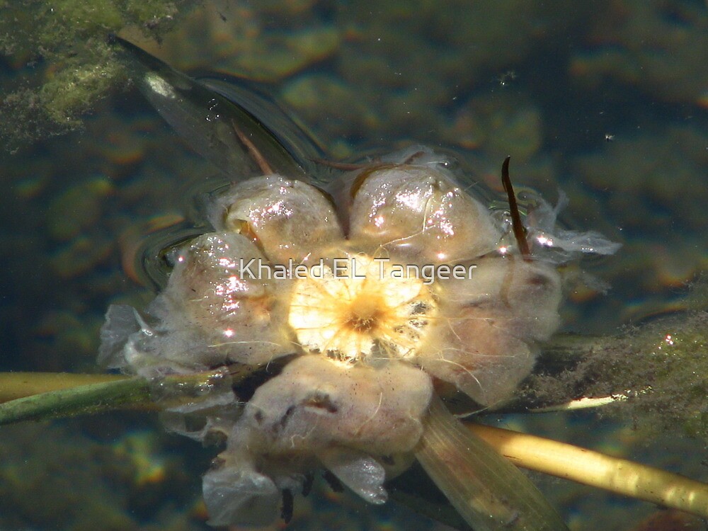 Ultimate Timing When To Send Flowers After A Death / Teleflora's