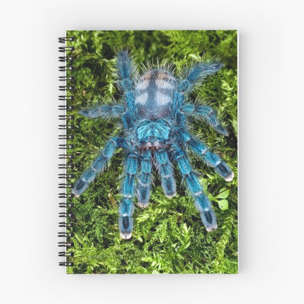 Item preview, Juvenile Avicularia versicolor Tarantula  designed and sold by Kawka.