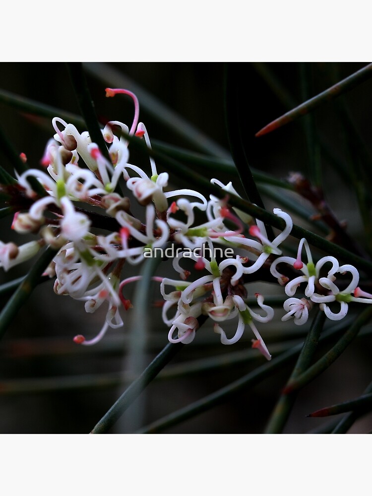 Hakea actites by andrachne