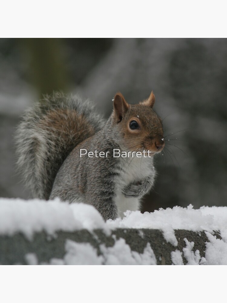Squirrel 7 by hartrockets