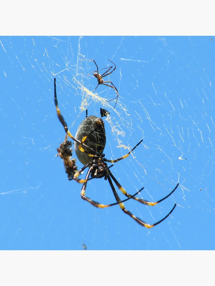 Balfour Spider by Briandamage