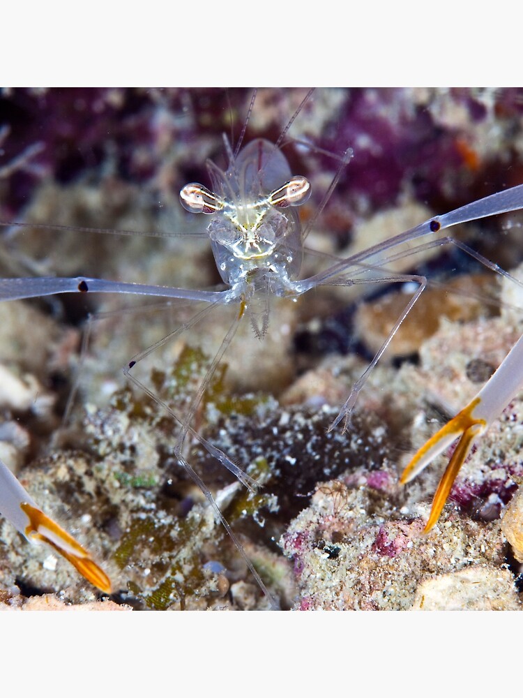 The long arm of the shrimp by DavidWachenfeld