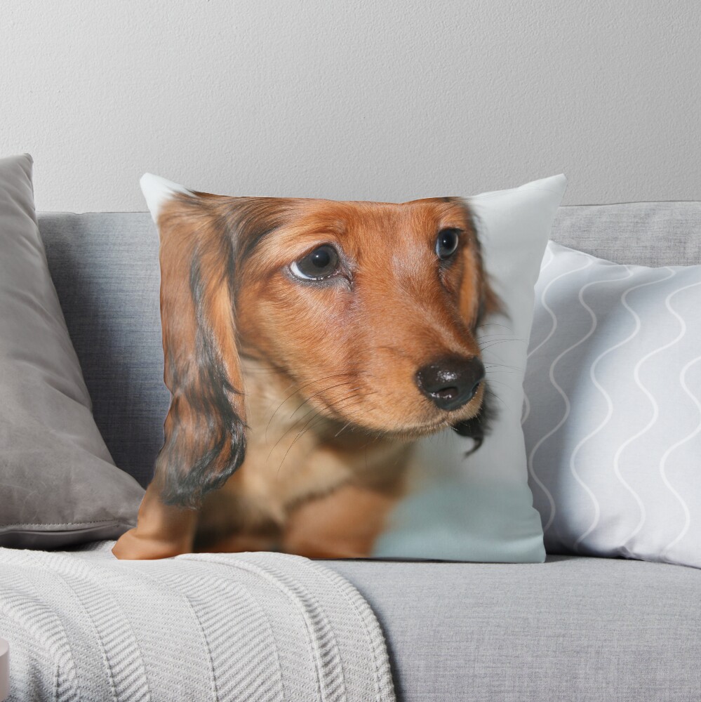 Miniature Long Haired Dachshund Puppy Looking Sad Throw Pillow
