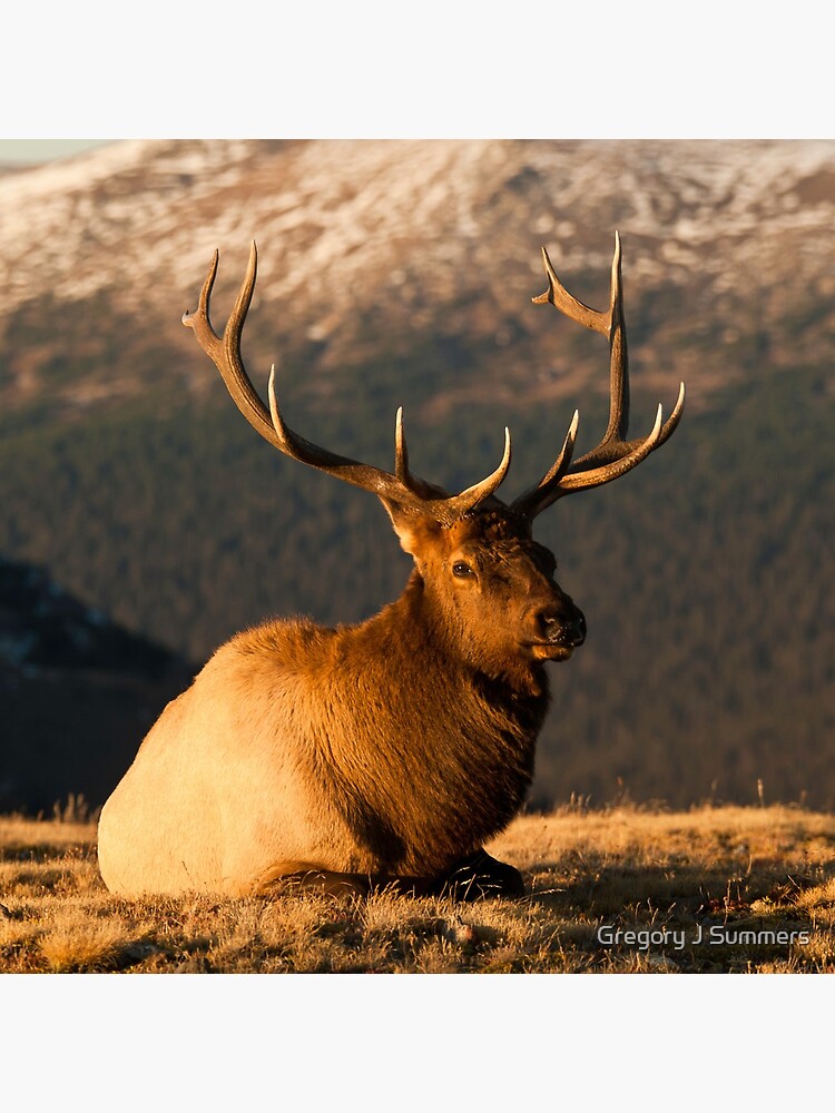 The Great Bull Elk At Rest by nikongreg