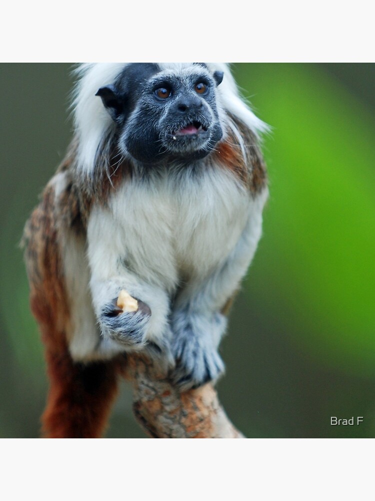 Cotton Top Tamarin by bfra