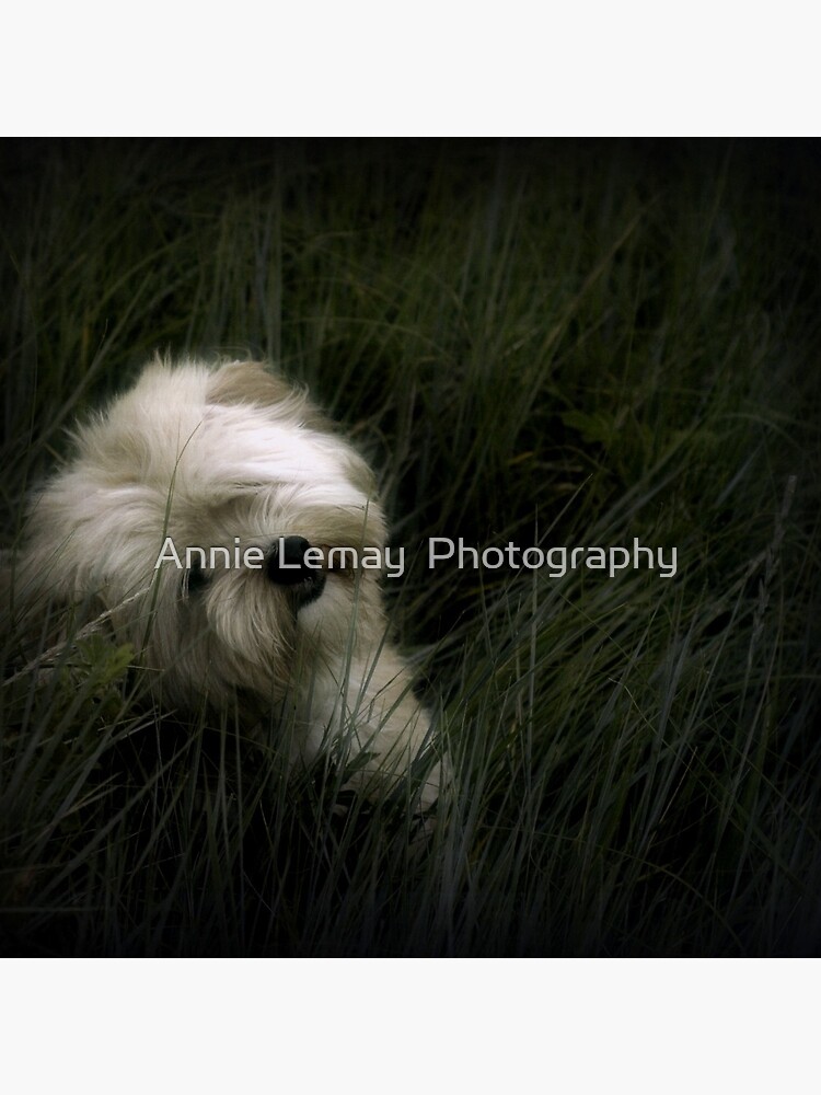 Happy Birthday Gizmo by ajlphotography
