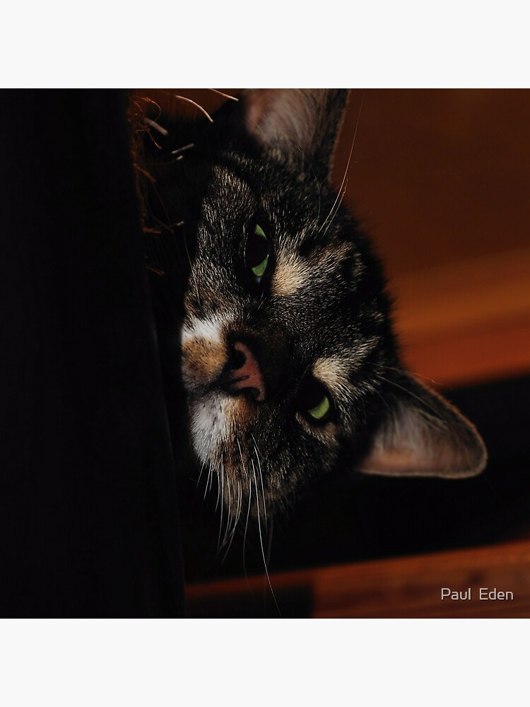 'Ello.. by pauleden