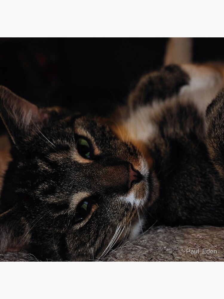 Mr Dribbles Plays Coy by pauleden