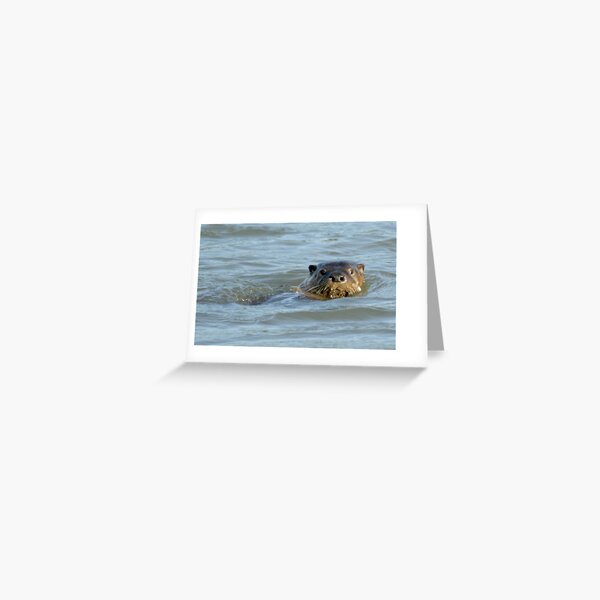 Otter in the water Greeting Card