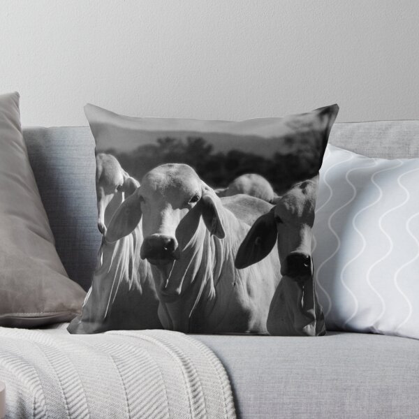 Brahman Cattle Pillows & Cushions Redbubble