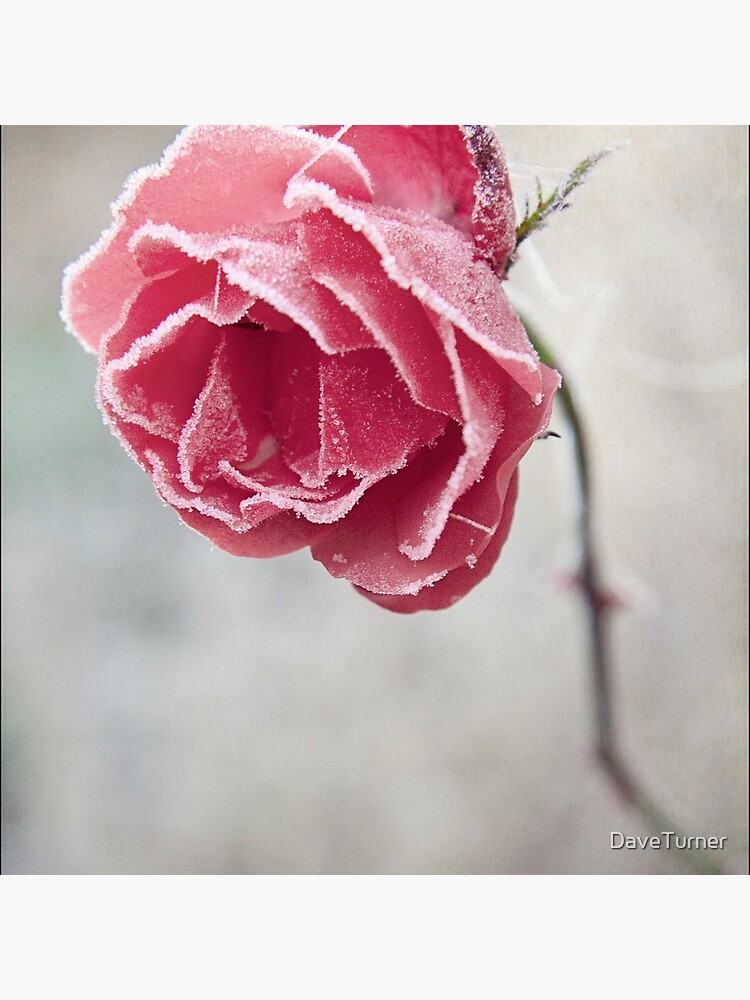 Frosted Red Rose by DaveTurner