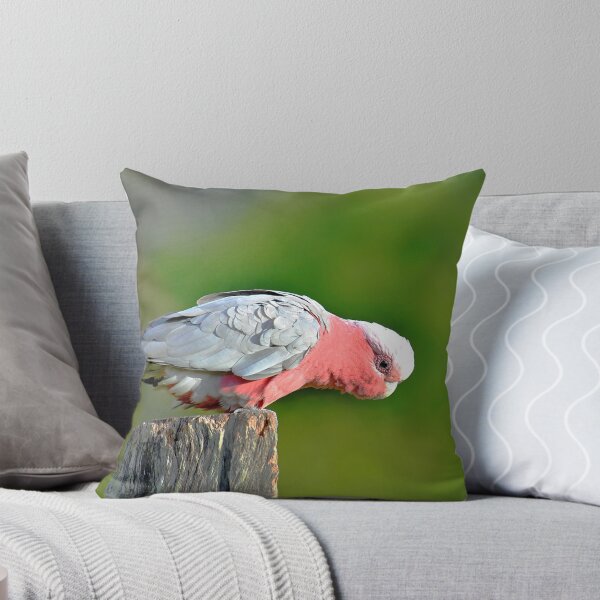 Item preview, Galah. Brisbane, Queensland, Australia. designed and sold by Ralph de Zilva.