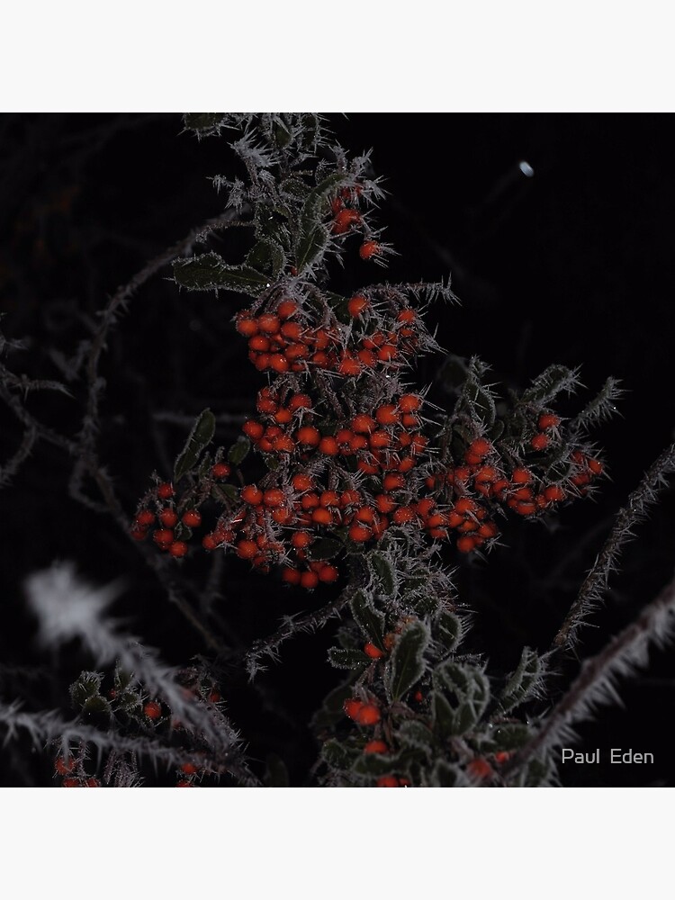 Frozen Berries by pauleden