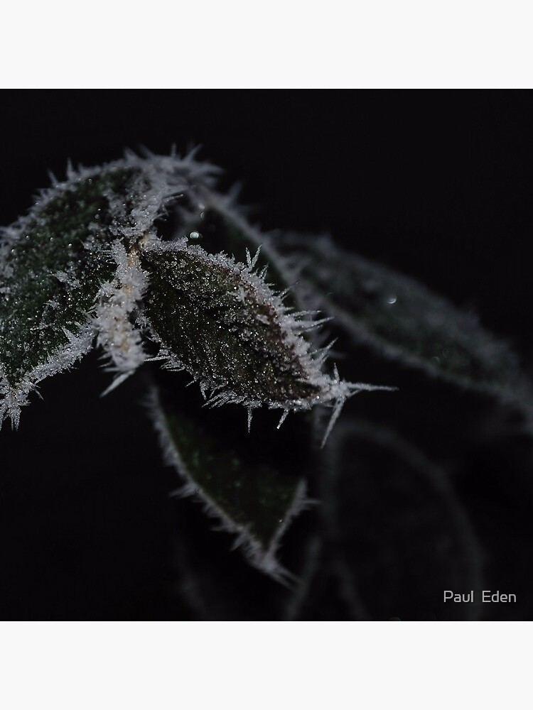 Frozen Leaves by pauleden