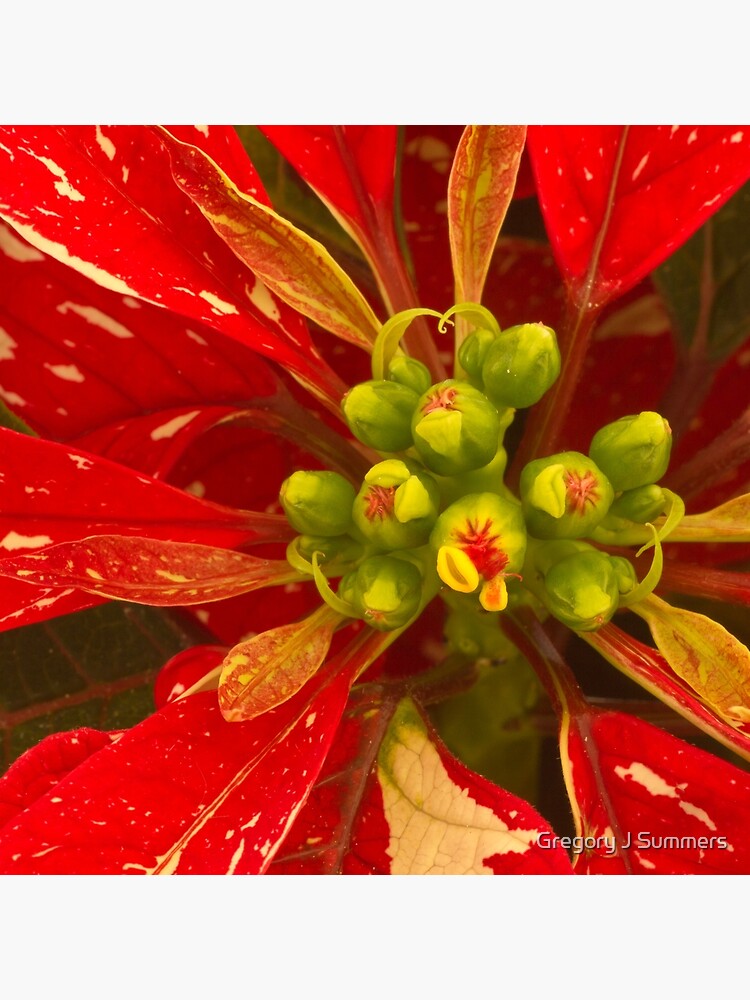 Poinsettia Holiday Greetings by nikongreg