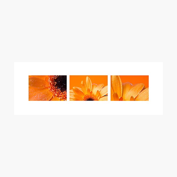 Item preview, Orange Gerberas designed and sold by Melanie Conroy.